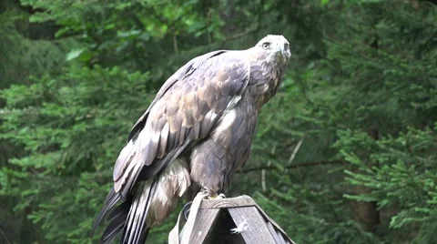 4k Bird of Prey - Golden Eagle shaking wings and feathers Video stock 41254788