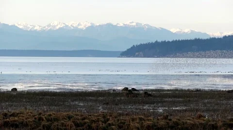 4K Bird Show Vídeos de archivo 47341155