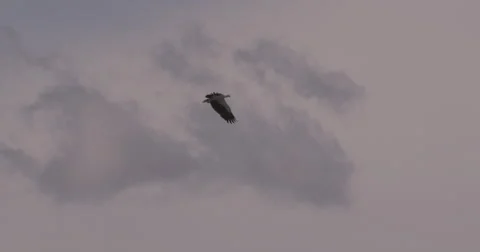 4K: Bird In the Sky Stock Footage 63353293