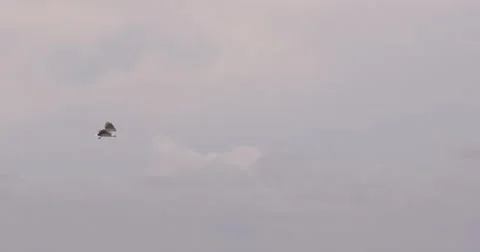 4K: Bird Soaring Around Diving near Ocean Stock Footage 63216367