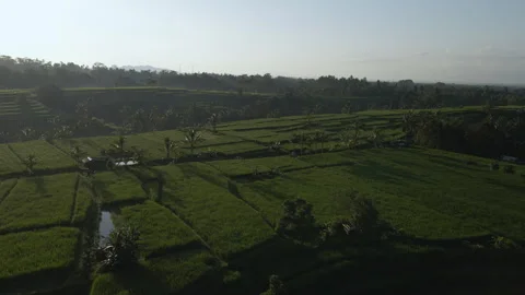 4K Birds eye view over rice fields and palm trees in Bali, Indonesia at sunrise Stockbeeldmateriaal 277382685