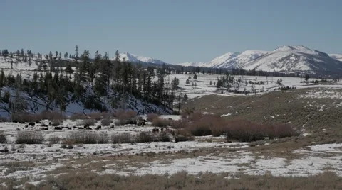 4K - Bison / Buffalo standing around, resting, eating grass Stock-Footage 47949363
