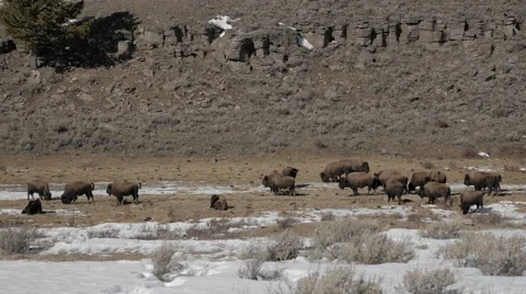 4K - Bison / Buffalo standing around, resting, eating grass Stock-Footage 47949522