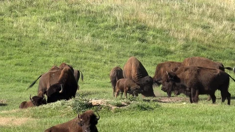 4K BIson Bull angrily paws the dirt and rolls.  W/ audio Stock Footage 113823077