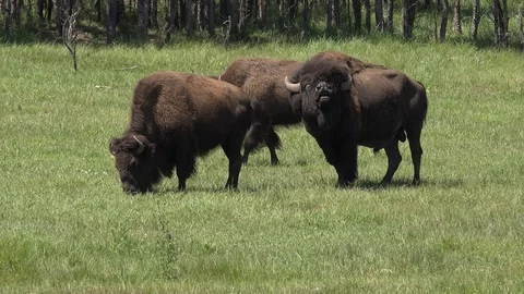4K  Bison Bull Doing Flehmen After Smelling a Bison Cow Stock Footage 115819205
