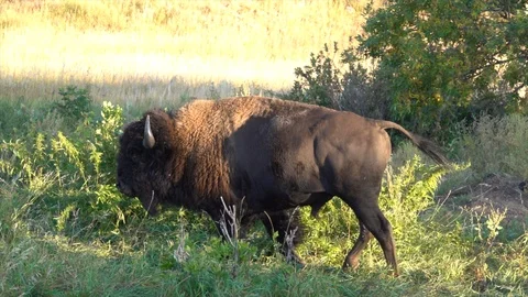4K Bison Bull Loping Away Stock Footage 116503120