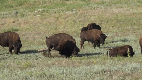 4K Bison Bull paws the ground and rolls with lots of growling sounds Stock Footage 113821870