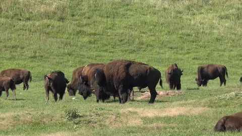 4K Bison Bull paws the ground and approaches a dominant bull with a cow Stock Footage 115688059