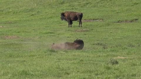 4K Bison bull rolling then gets up and shakes off and growls Stock Footage 115689502