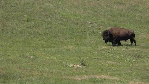 4K Bison Bull Walking Through a Static Frame from R to L Stock Footage 115811707