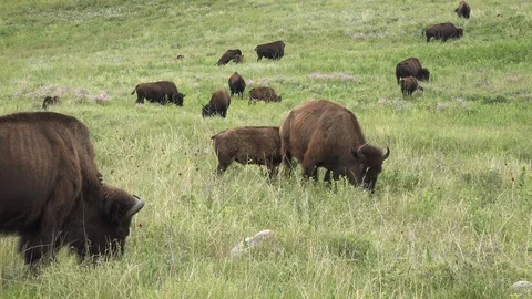 4K  Bison Cow thwarts Calves Attempts to Nurse Stock Footage 116823528