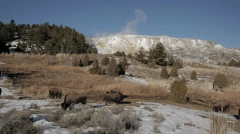 4K - Bison eating grass at hot spring during winter Stock-Footage 47998428