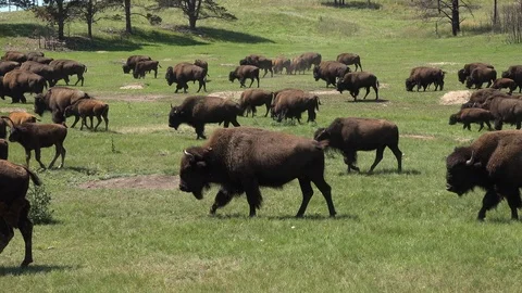 4K Bison Herd Moving Thru DogTown Stock Footage 115819122