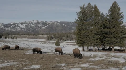 4K - Bison standing around, eating grass during Wyoming winter Stock-Footage 47948438