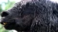 4k Black Alpaca close up portrait fascial expression 4k or 4k+ Resolution