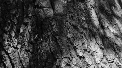 4k black and white stock video footage of beautiful texture of tree bark Stock Footage