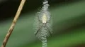 4K Black and Yellow Argiope (Argiope aurantia) Spider - Juvenile Female 1 4k or 4k+ Resolution