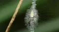 4K Black and Yellow Argiope (Argiope aurantia) Spider - Juvenile Female 2 4k or 4k+ Resolution