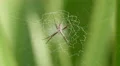 4K Black and Yellow Argiope (Argiope aurantia) Spider - Juvenile Female 3 4k or 4k+ Resolution