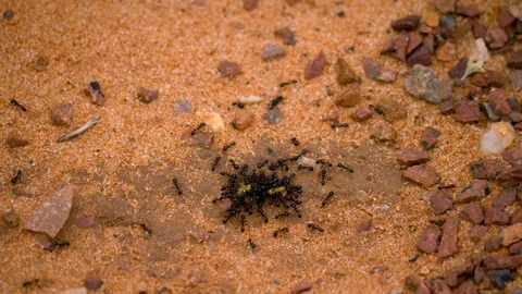 4K, black ants in the desert of Australia, transporting seed to the anthil Stock Footage 106929923