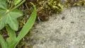 4K Black ants walking on a stone ground with moss and leaves around it 4k or 4k+ Resolution