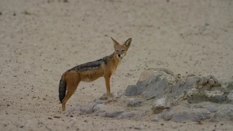 4K - Black-backed Jackal - Standing. Turns toward camera. Medium. Nature Stock Footage 111342716