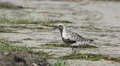 4K Black-bellied Plover (Pluvialis squatarola) Feeding 1 4k or 4k+ Resolution