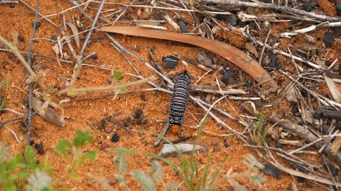 4k, black caterpillar with white stripes walking on the soil of the desert Stock Footage 106930108