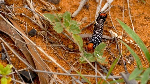 4k, black caterpillar with white stripes walking on the soil of the desert Stock Footage 106930245