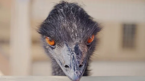 4k. Black Emu Head. Close up. Orange eye blinks. Video stock 88604730