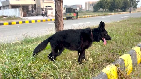4K Black German Shepherd on Leash by Tree Street Dog Scene Footage Stock Footage 320822198