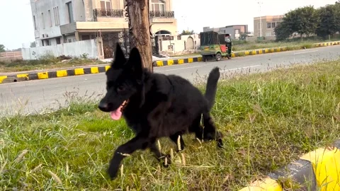 4K Black German Shepherd Resting Beside Tree on Footpath Outdoor Dog Video Stock Footage 320824020