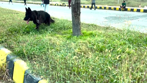 4K Black German Shepherd Tied to Tree on Footpath Calm Dog Waiting Outdoors Stock Footage 320817251