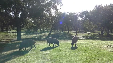 4K Black Iberian Pigs To Pass Through The Oak Trees in the Dehesa Spain-Dan Stock Footage 67165683