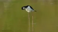 4K Black-necked Stilt (Himantopus mexicanus) Preening 2 4k or 4k+ Resolution