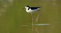 4K Black-necked Stilt (Himantopus mexicanus) Preening 3 4k or 4k+ Resolution