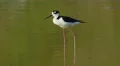 4K Black-necked Stilt (Himantopus mexicanus) Preening 4 4k or 4k+ Resolution