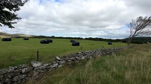 4K:  Black Plastic wrapped bales of hay Stock Footage 79076663