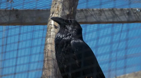 4K - Black raven in cage Video stock 62889948