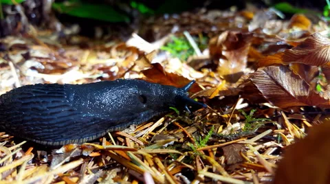 4k Black Slug Stock Footage 54591429