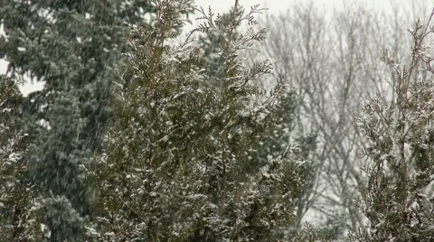 4K Blizzard in a Winter Forest 2 스톡 동영상 50712917