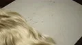 4k Blonde, Ginger, Pink, and White wigs placed onto rustic white table 4k or 4k+ Resolution