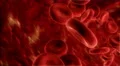 4K Blood Cells 4k or 4k+ Resolution