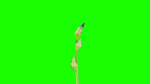 4K. Blooming maroon Iris flower buds green screen, Ultra HD. (Iris), timelaps Stock Footage 108399148