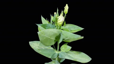 4K. Blooming purple eustoma flower buds ALPHA matte, Ultra HD. (Time Lapse),  Stock Footage 113825964