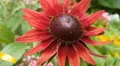4k Blooming red Echinacea flower very close up 4k or 4k+ Resolution