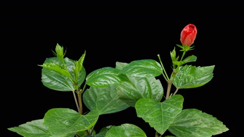 4K. Blooming red Hibiscus flower buds ALPHA matte, Ultra HD. (Time Lapse), 40 Stock Footage 113689937