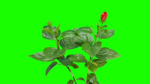 4K. Blooming red Hibiscus flower buds green screen, Ultra HD. (Time Lapse), 4 Stock Footage 113689995