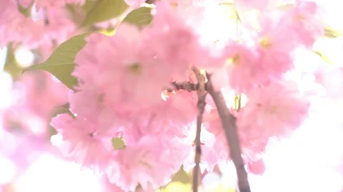 4K Blooming Sakura Cherry With Sun Beam  Stock Footage 103093310