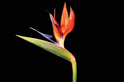 4K. Blooming Strelitzia flower buds ALPHA matte, Ultra HD Stock Footage 44400855